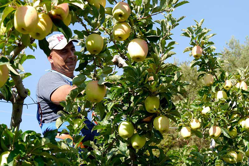 Apple harvest