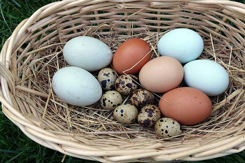 Uova delle quaglie e delle galline del nostro maso