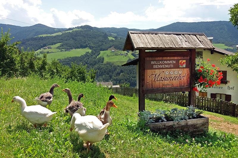 Geese at the Masunerhof
