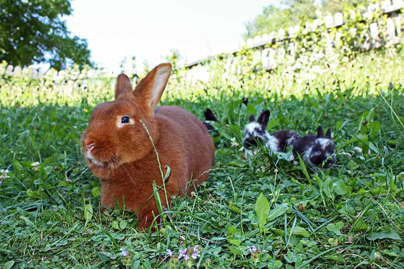 I nostri teneri coniglietti