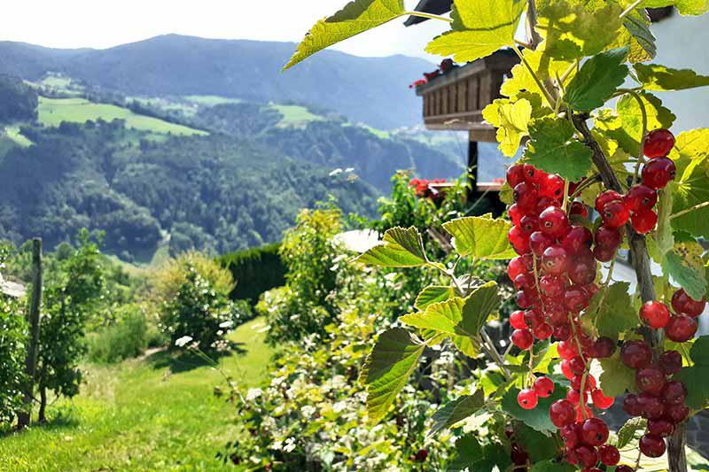 Ribes maturati al sole