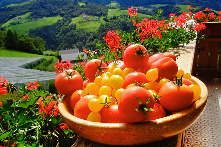 Pomodori appena colti nell’orto contadino