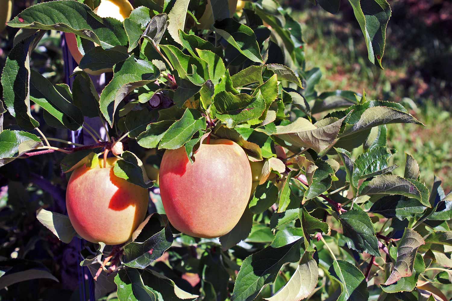 Apple tree