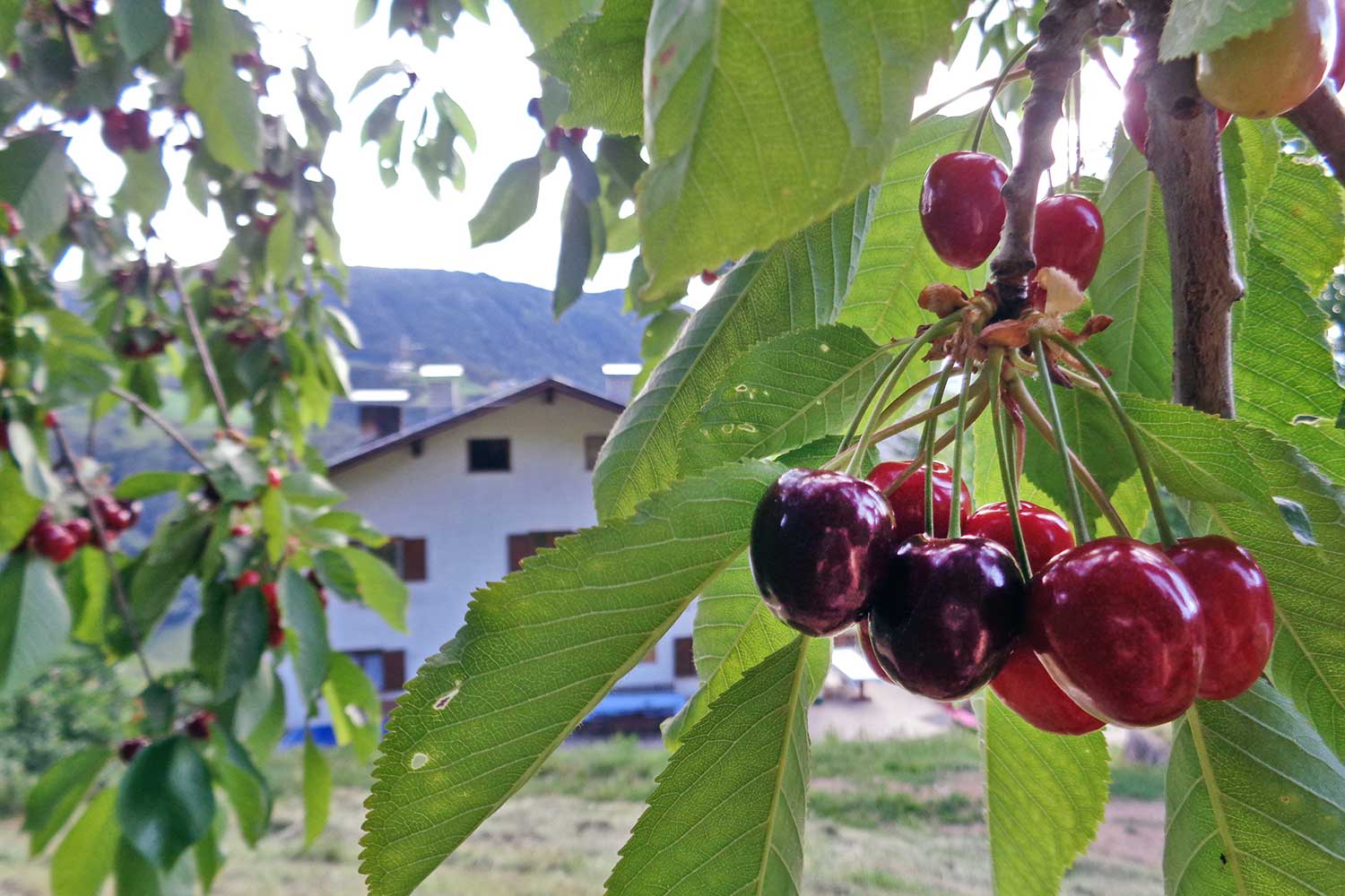 Cherry tree